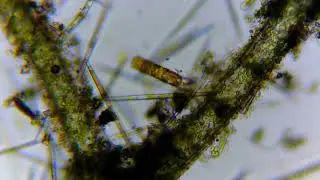Alga Verde Ramificada Filamentosa  Cladophora. Filamentous Branched Green Algae Cladophora