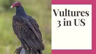 Vultures: Birds of Prey and Scavengers