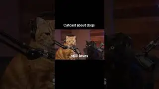 Cat cast about dogs 🤣🤣🤣#shortvideo #cats #funny y