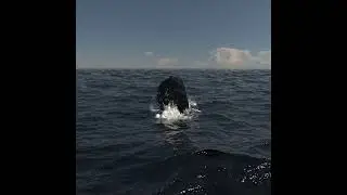 Phoenix ocean simulation horse emerging