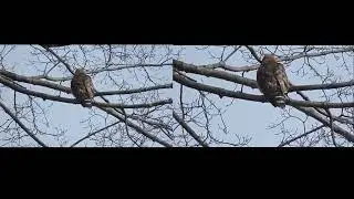 Effect of Shake Reduction by Adobe Premiere Elements 2024