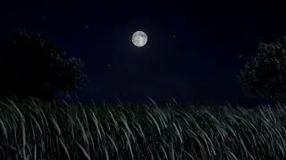Night Ambient Sounds with Crickets & Wind | Natural Ambience for Deep Sleep & Relaxing Sleep