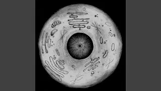Nucleus