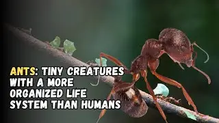 Ants: Tiny Creatures with a More Organized Life System than Humans