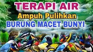 TERAPI AIR ALAM UNTUK MEMULIHKAN BURUNG MACET BUNYI, TERAPI AIR UNTUK SEMUA JENIS BURUNG MACET BUNYI