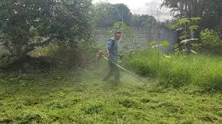 Prueba de desbrozadora Echo con hilo Truper Xpert. corte de maleza estrella africana
