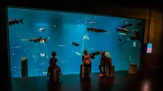 Aquatis Aquarium in Lausanne 4K