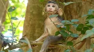Baby Janna Screaming By Jane Mother Leave Baby | Janet Screaming No Milk | Monkey Crying