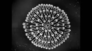 Busby Berkeley ICONIC Waterfall Of Women ~ Pre-Code Footlight Parade
