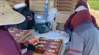 U.S. farm workers are on the job without some labor rights