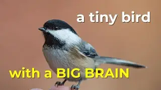 Chickadees Have Amazing Memories: The Tiny Bird with a Big Brain