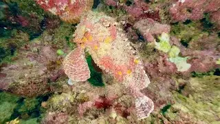 AGGRESSIVE STONEFISH CHASING ANOTHER STONEFISH! Diving in Papua New Guinea