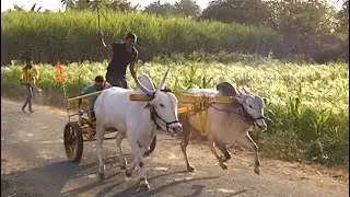Young and old bulls combination in bullock cart race