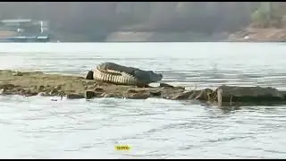 renukut ke rihand dam ke dongia nala mein dikha magarmacch