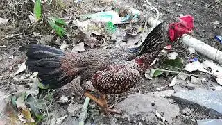 Pettamari kodi punju