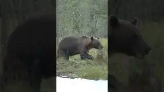 the hungry brown bear #wildlife #animals #bear #youtubeshorts #trending #video #philippines