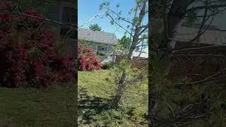 my backyard in Caldwell idaho
