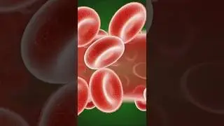 What Happens Inside Your Body After Eating Meat Pizza 🍕 | Part 2 | Food XRay
