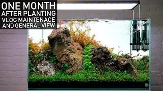 EPISODE 1 | Maintenance of the Aquaflora 60cm - ONE MONTH after rescaping