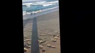 ז'ירז'ור לייט גומבר 4 קילו  Spinning blue fish
