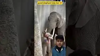 Elephant help her 😍😍 #shorts #ai #good #elephant #trending