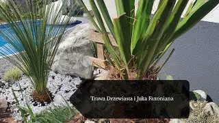 Juka Faxoniana i Trawa Drzewiasta - sadzenie oraz przesadzanie do gruntu #33