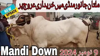 Multan Janwar Mandi Main Purchasing On Top | Mandi Down | 9-11-2024 #multanjanwarmandi #latestupdate