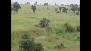 Balloon ride over the Seregeti: Herd of Elephants freak out.