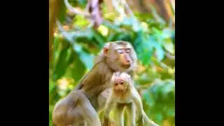 600k broken heart poor  ! monkey Joyce got bitte by bad moneky Bonita when lost Jovi oh no bb got be