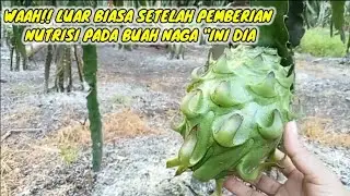 nutrisi! untuk buah naga, penambah berat kilo, jadi nambah penghasilan
