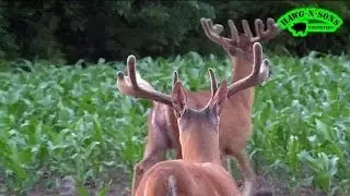 BIG Whitetail Bucks - Chasing Trophy Deer