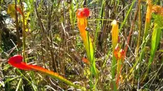 Swamp Plant  pictures