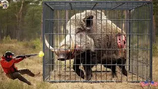 The Wild Boar Monster Finally Caught in the Trap - Hunters Amazed by Its Size