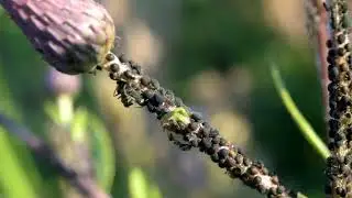 Maditasan Music/Meditation Relaxing Music Sleep/meditation relaxing Body#a2motivation #a2sir