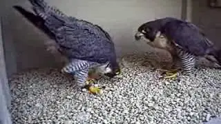 ohio falcons