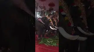 Ayyankavu pooran 2023 അയ്യങ്കാവ് പൂരം 2023 VSFolkMedia