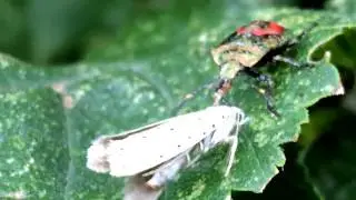 Field elm (Ulmus minor) - Shield bug feeding on a Yponomeuta moth - September 2017