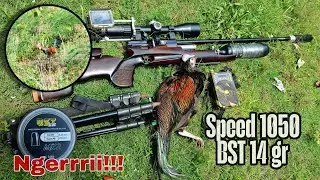 Berburu AYAM HUTAN HIJAU!!! BST 14gr X Speed 1000 up NGERRRIII!!!