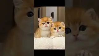 The Most Adorable Cat Close-Ups