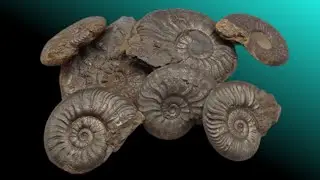 Cotteswoldia  Sandblasting with iron powder pyrit fossils from jurassic
