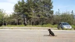 Alpha Dogs-Nera