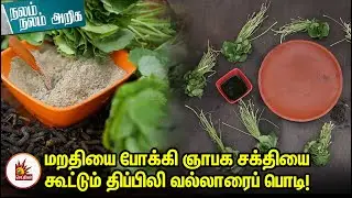 மறதியை போக்கி ஞாபக சக்தியை கூட்டும் திப்பிலி வல்லாரைப் பொடி!- சித்த மருத்துவம் | Nalam Nalam Ariga