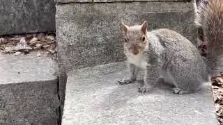 The Squirrel at the park #squirrel #squirrelwatching