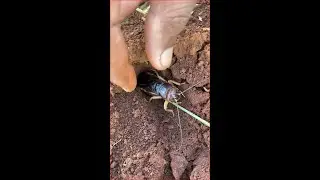 Angry bullet ants sting me is so much hurt #ant #catching #ant #nature #catching