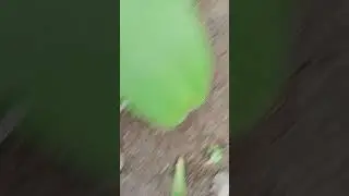 Fastest snake | #shorts