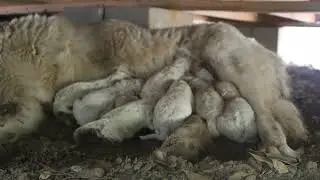 Marley as she continues to give birth to 12 healthy puppies