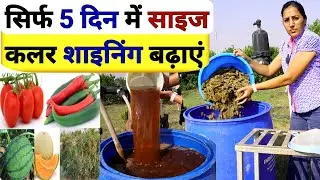 साइज क्वालिटी शाइनिंग बढ़ाने का Super तरीका | Organic fertilizer preparation | cotton cake slurry