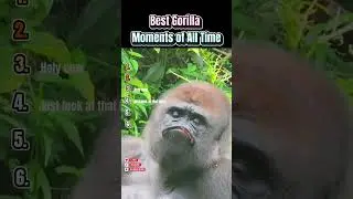 Best Gorilla Moments of All Time