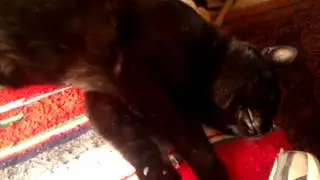 Morgana1