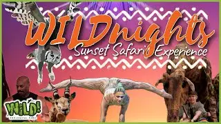 Lion King inspired Sunset Safari Experience | WILD! Zoological Park